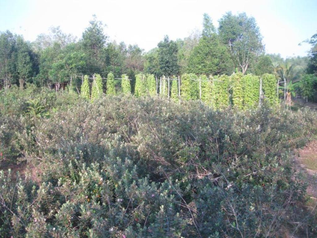 Pepper Farm Phu Quoc Bungalow מראה חיצוני תמונה