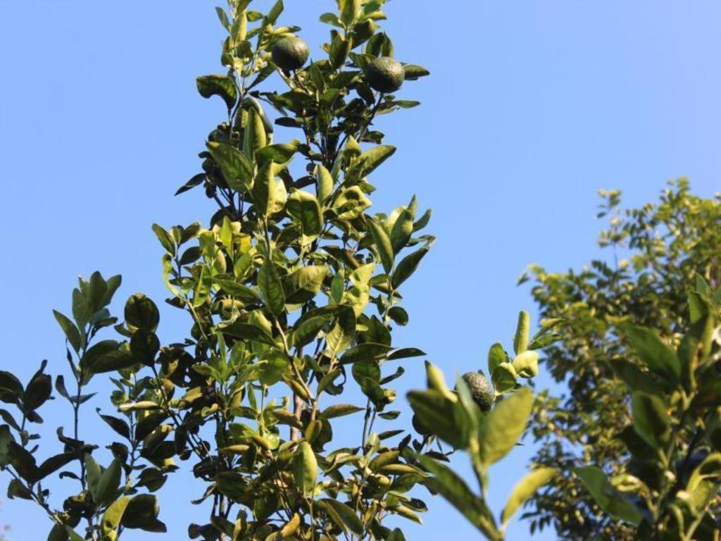 Pepper Farm Phu Quoc Bungalow מראה חיצוני תמונה