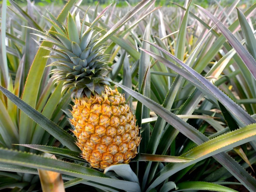 Pepper Farm Phu Quoc Bungalow מראה חיצוני תמונה