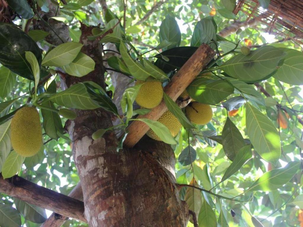 Pepper Farm Phu Quoc Bungalow מראה חיצוני תמונה