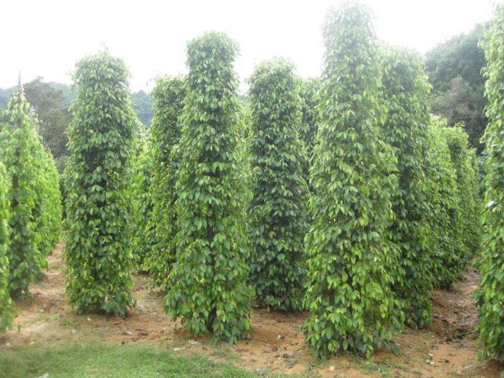 Pepper Farm Phu Quoc Bungalow מראה חיצוני תמונה