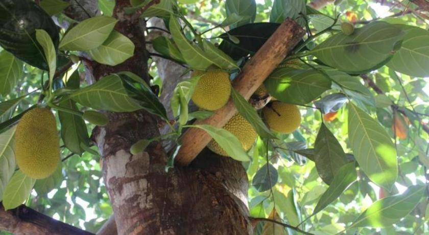 Pepper Farm Phu Quoc Bungalow מראה חיצוני תמונה