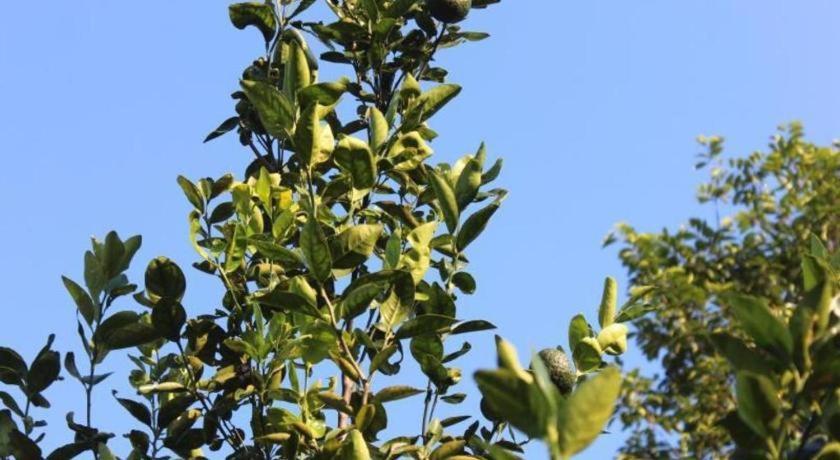 Pepper Farm Phu Quoc Bungalow מראה חיצוני תמונה